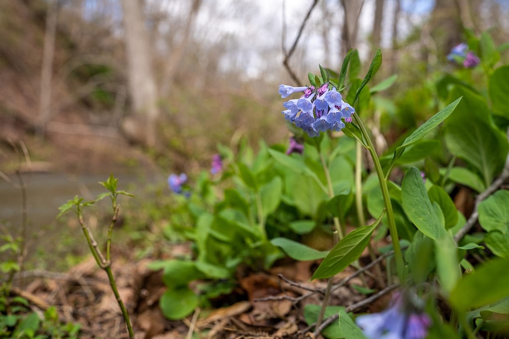 Bluebell flowers on the banks of Cedar Run