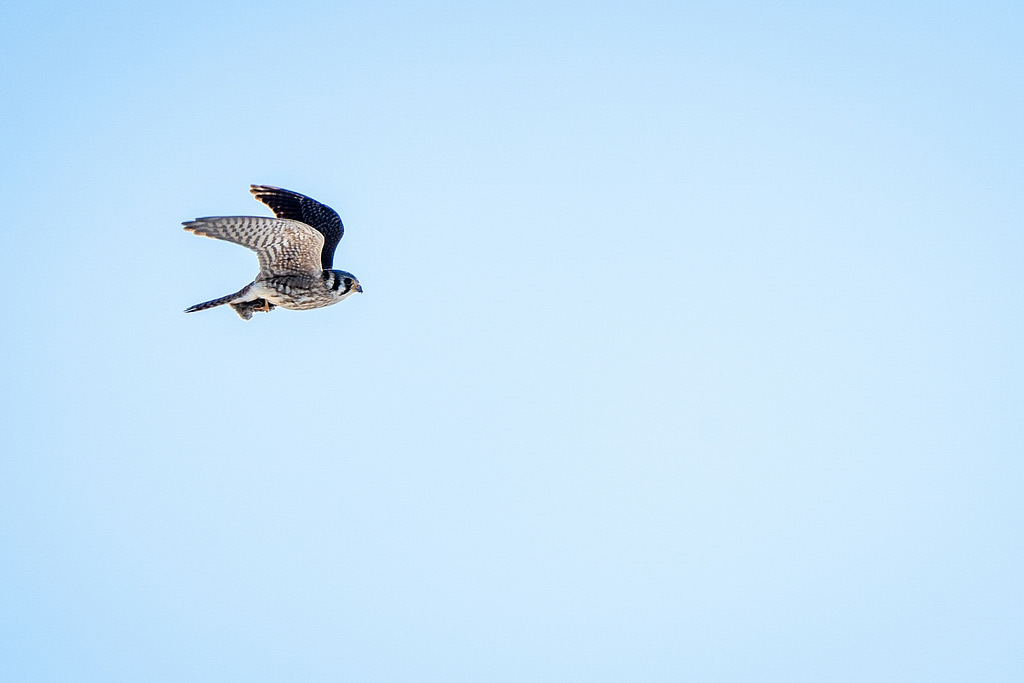 An American Kestrel in flight