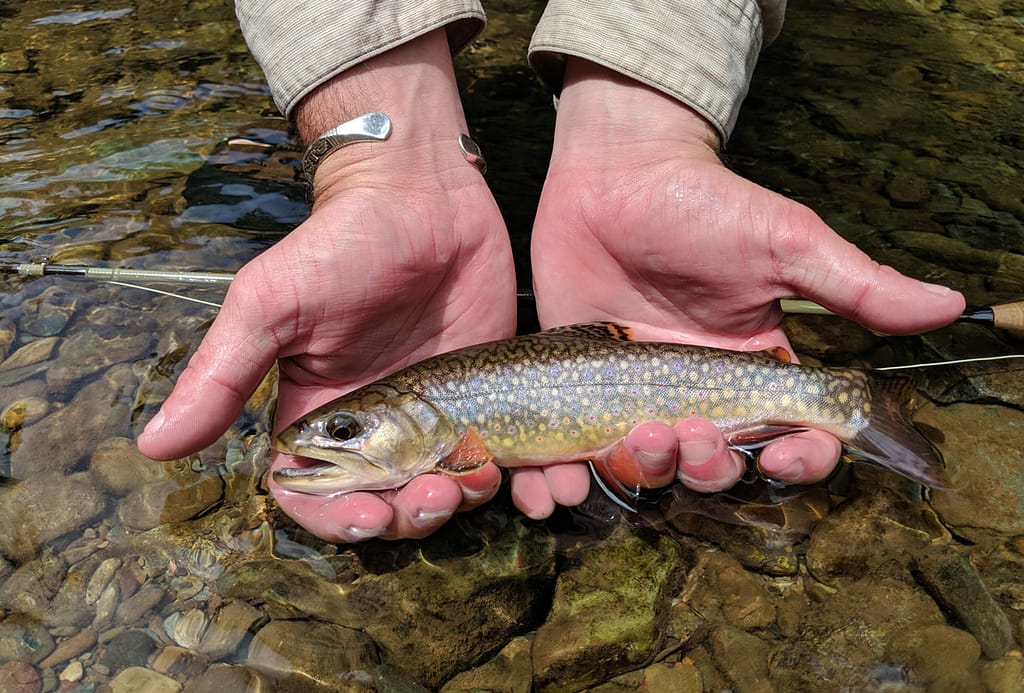 brook trout