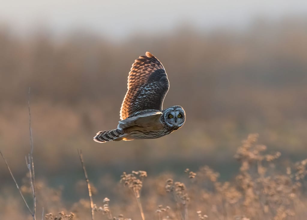 Short eared owl in flight looks directly into the camera