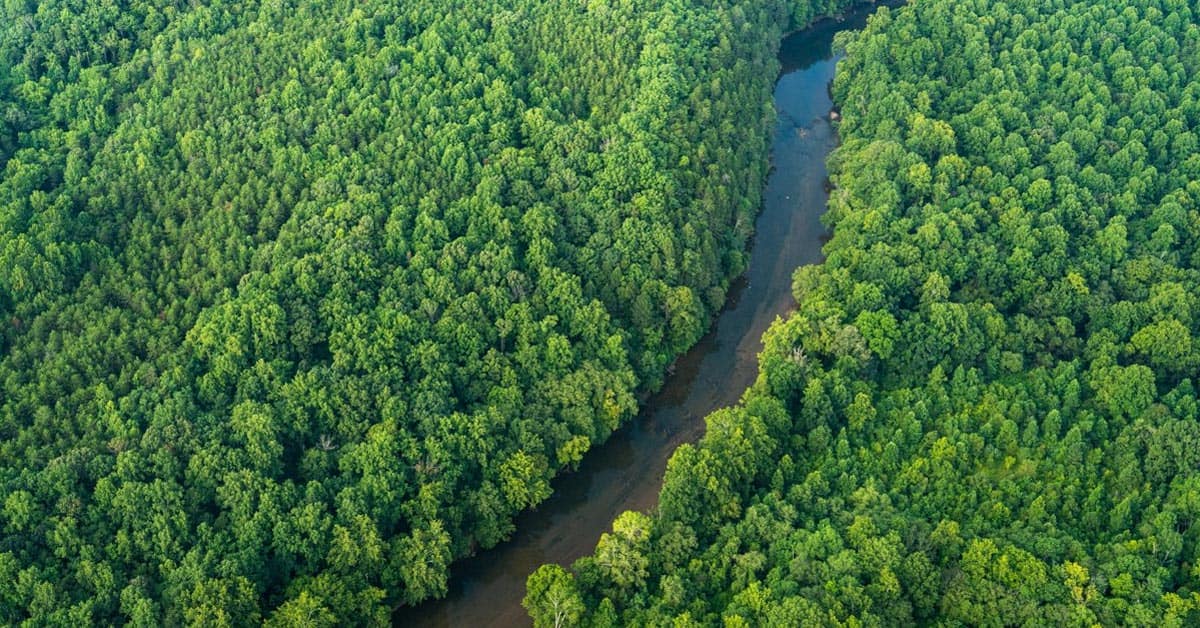 aerial view of river surrounded by forest