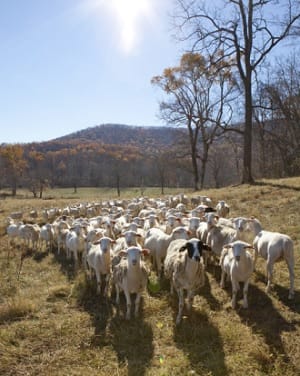 Sheep grazing