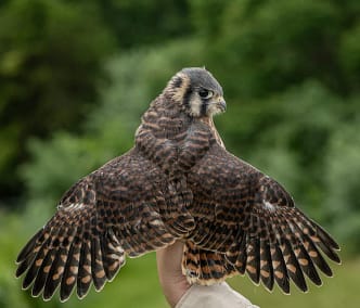 a hand holds a small bird of prey, a brown american kestrel