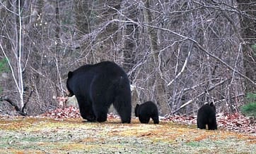 Black bear with cubs