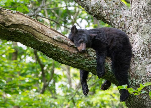 Black bear sleeping in tree